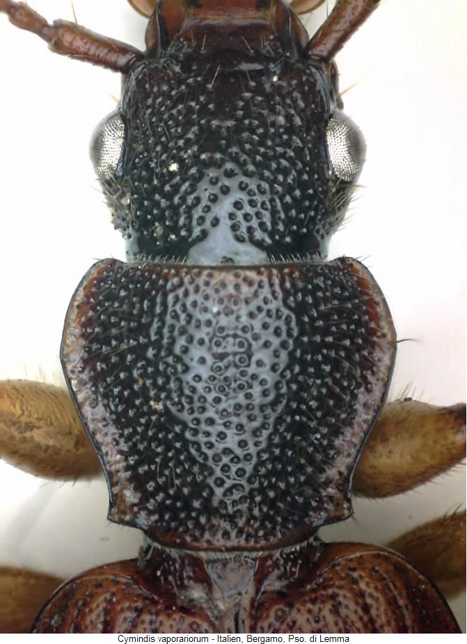 cymindis_vaporariorum_vk2.jpg