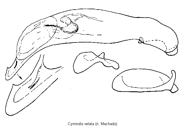 cymindis_velata.gif