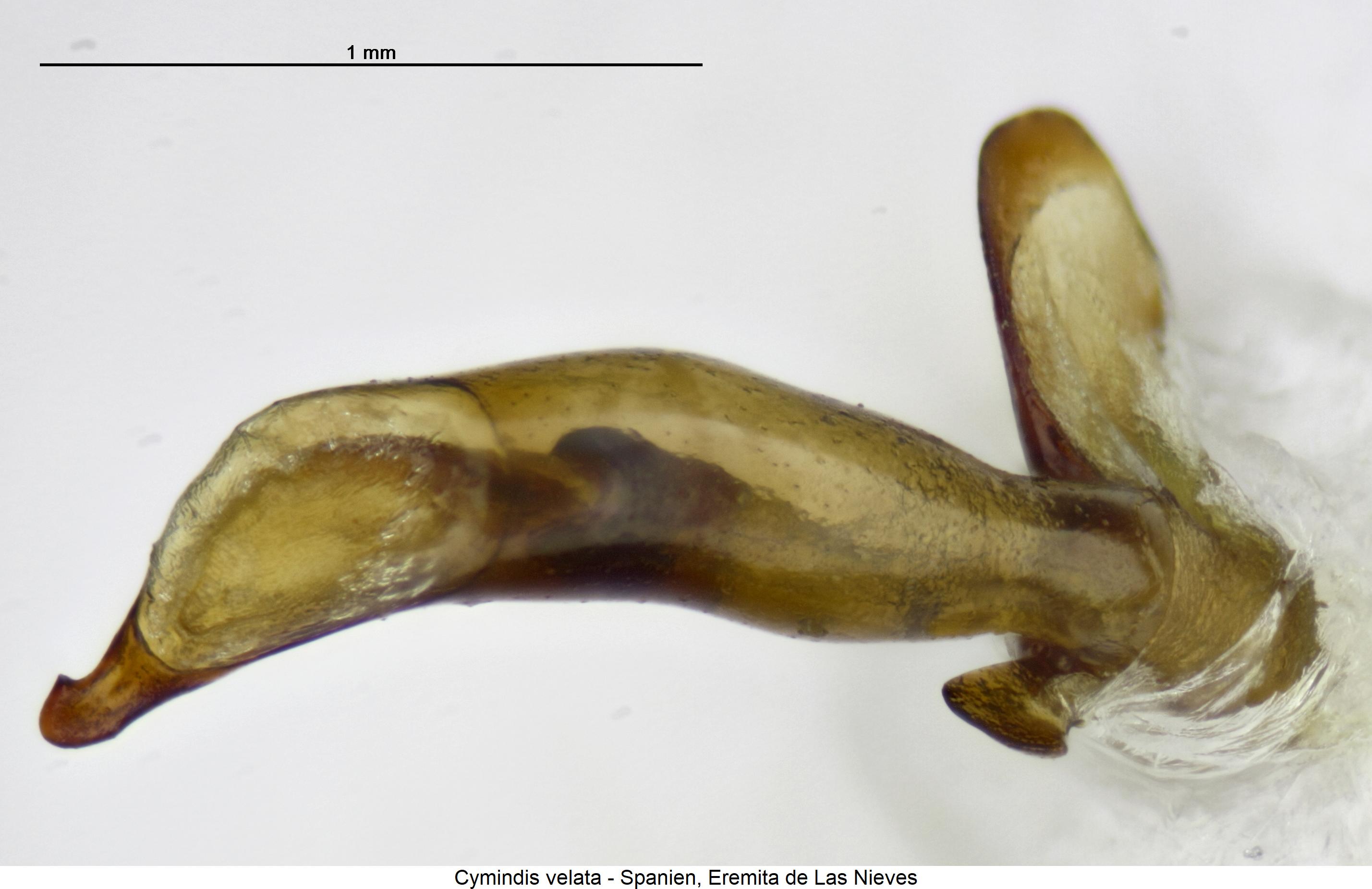 cymindis_velata.jpg