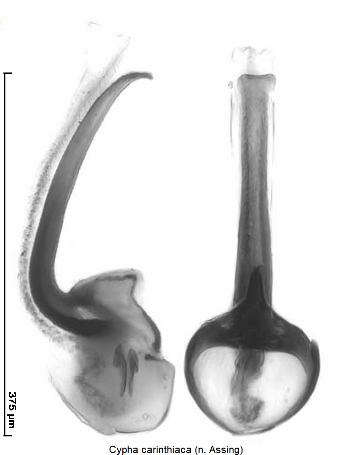 cypha_carinthiaca.jpg