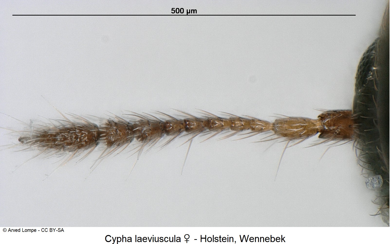 cypha_laeviuscula_w_ck5559_f.jpg