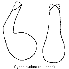 cypha_ovulum.gif