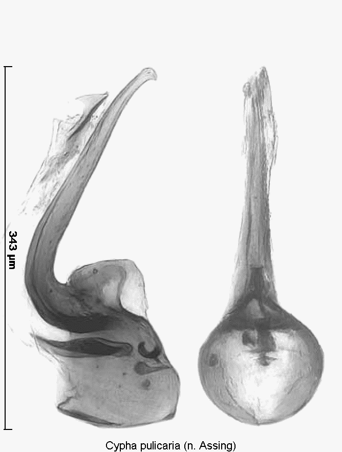 cypha_pulicaria.gif