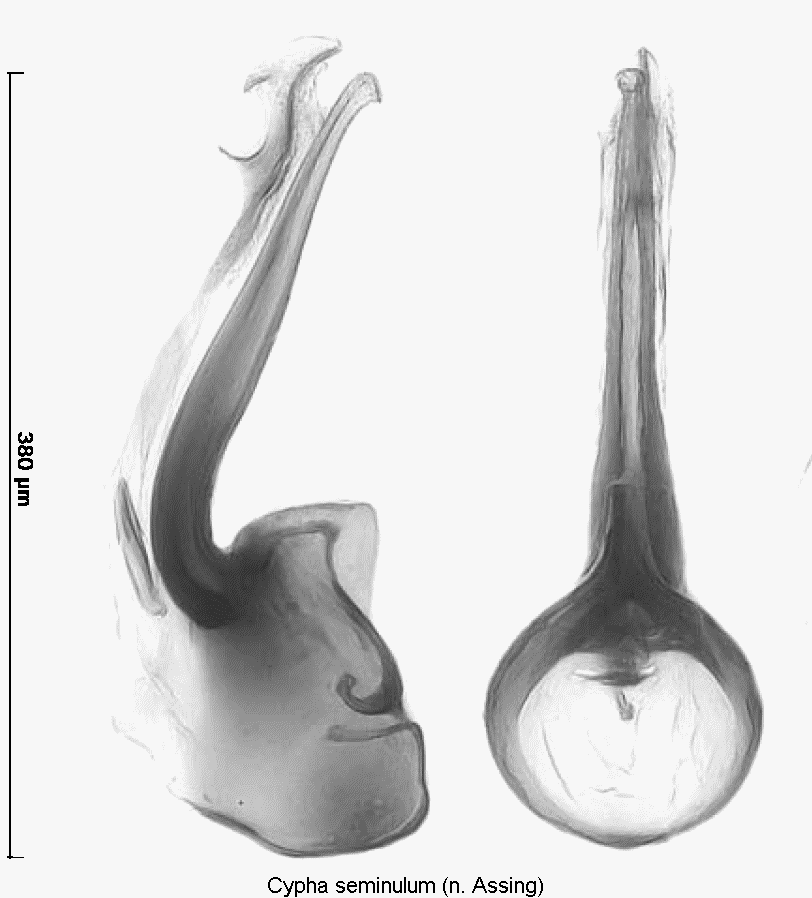 cypha_seminulum1.gif