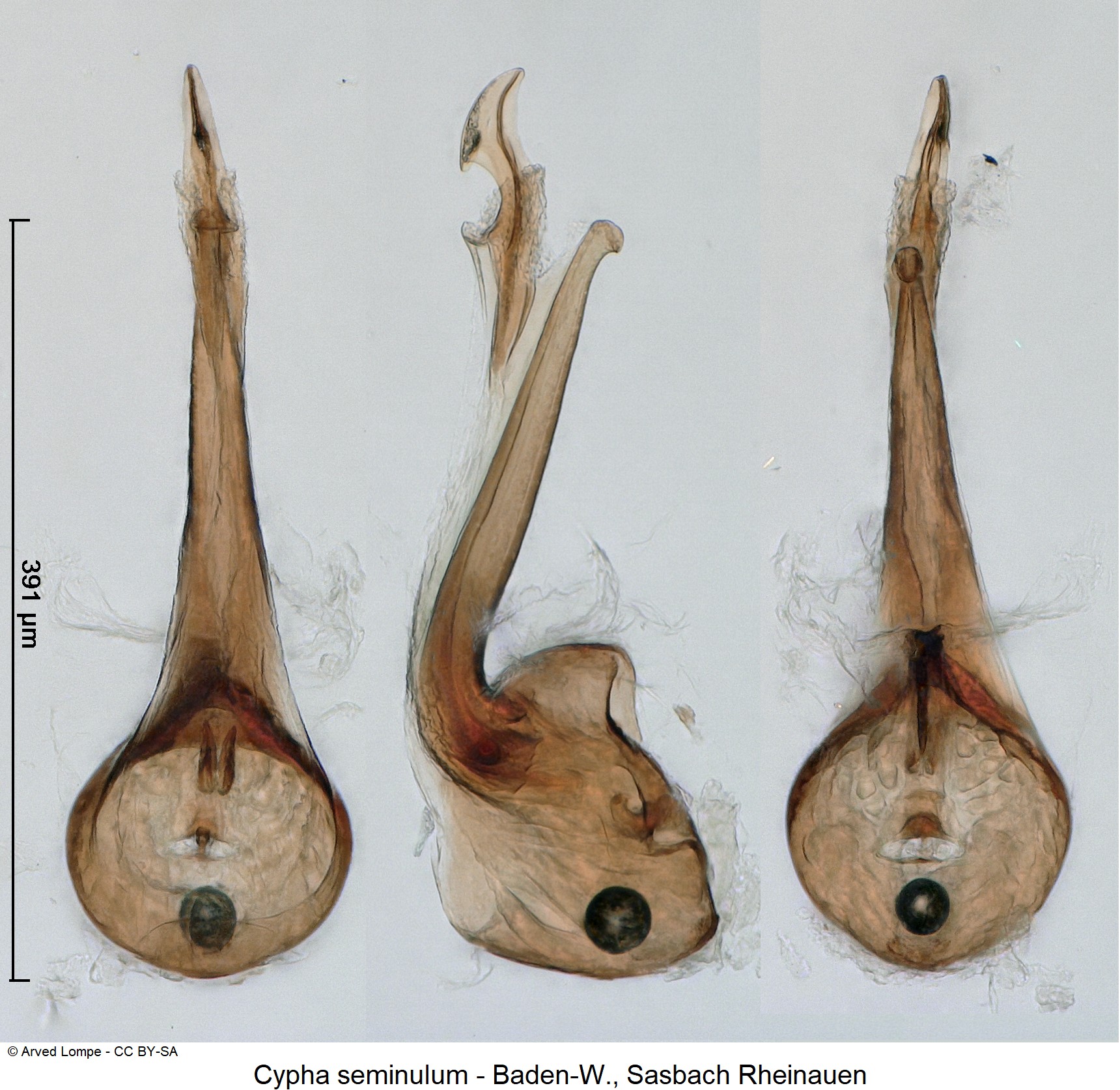 cypha_seminulum_ck5562.jpg