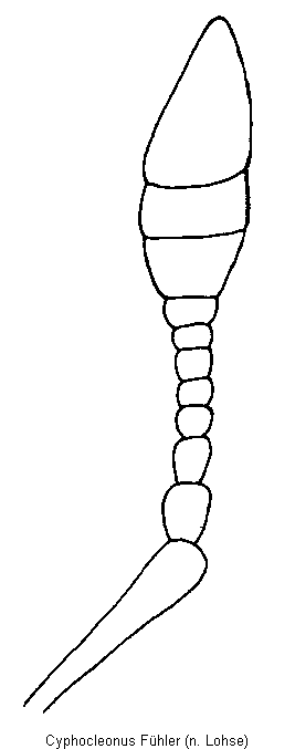 cyphocleonus_fuehler_f.gif
