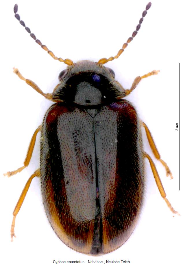 cyphon_coarctatus_hab.jpg
