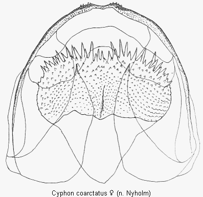 cyphon_coarctatus_sperm.gif