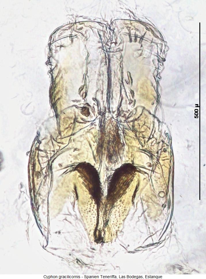 cyphon_gracilicornis_bur1.jpg