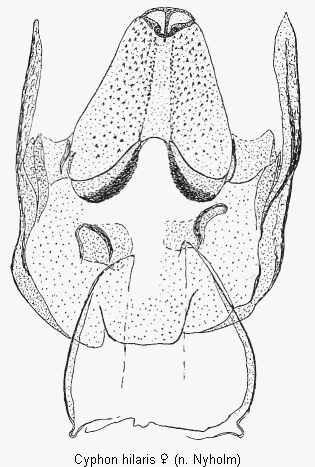 cyphon_hilaris_sperm.gif