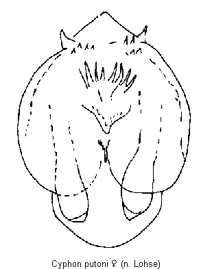 cyphon_putoni_sperm.gif