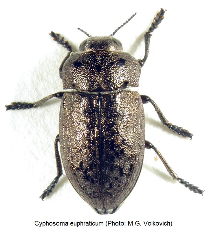 cyphosoma_euphraticum_hab.jpg