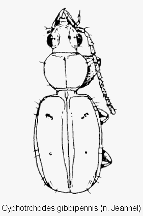 cyphotrchodes_gibbipennis_hab.gif