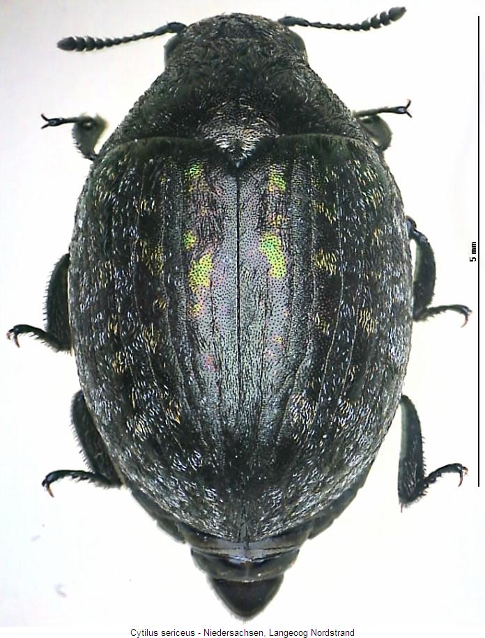cytilus_sericeus_hab.jpg