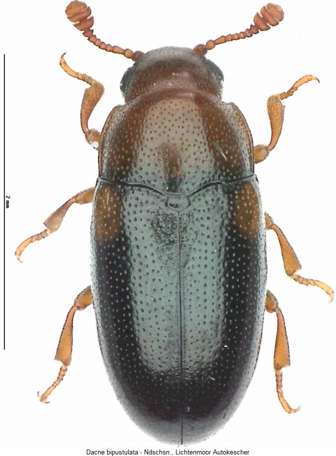 dacne_bipustulata_hab.jpg