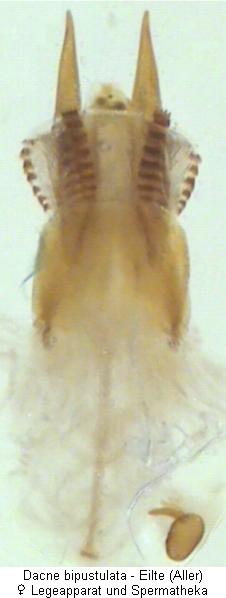 dacne_bipustulata_ovip.jpg