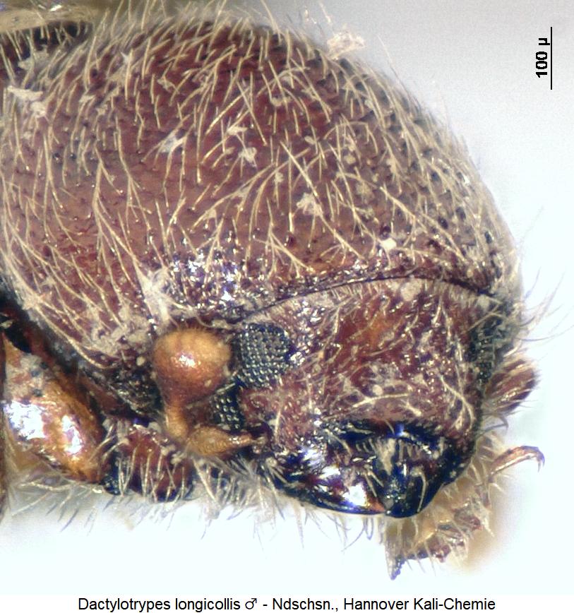 dactylotrypes_longicollis_m_k.jpg