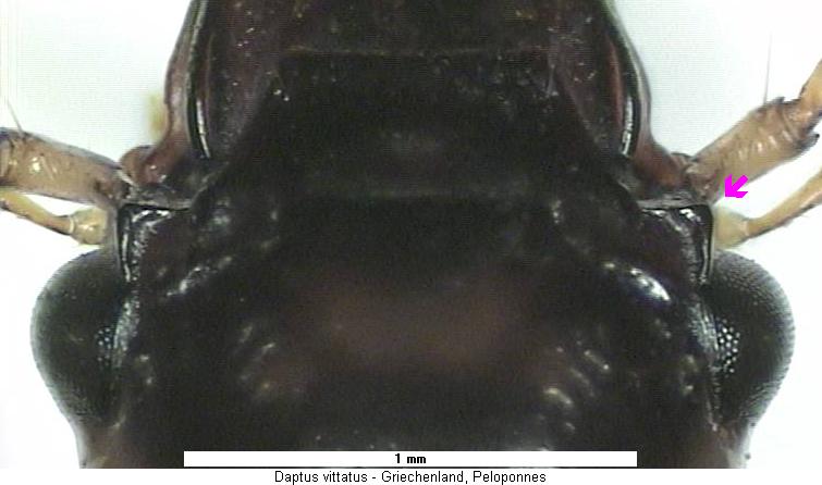 daptus_vittatus_k.jpg