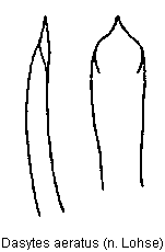 dasytes_aeratus.gif