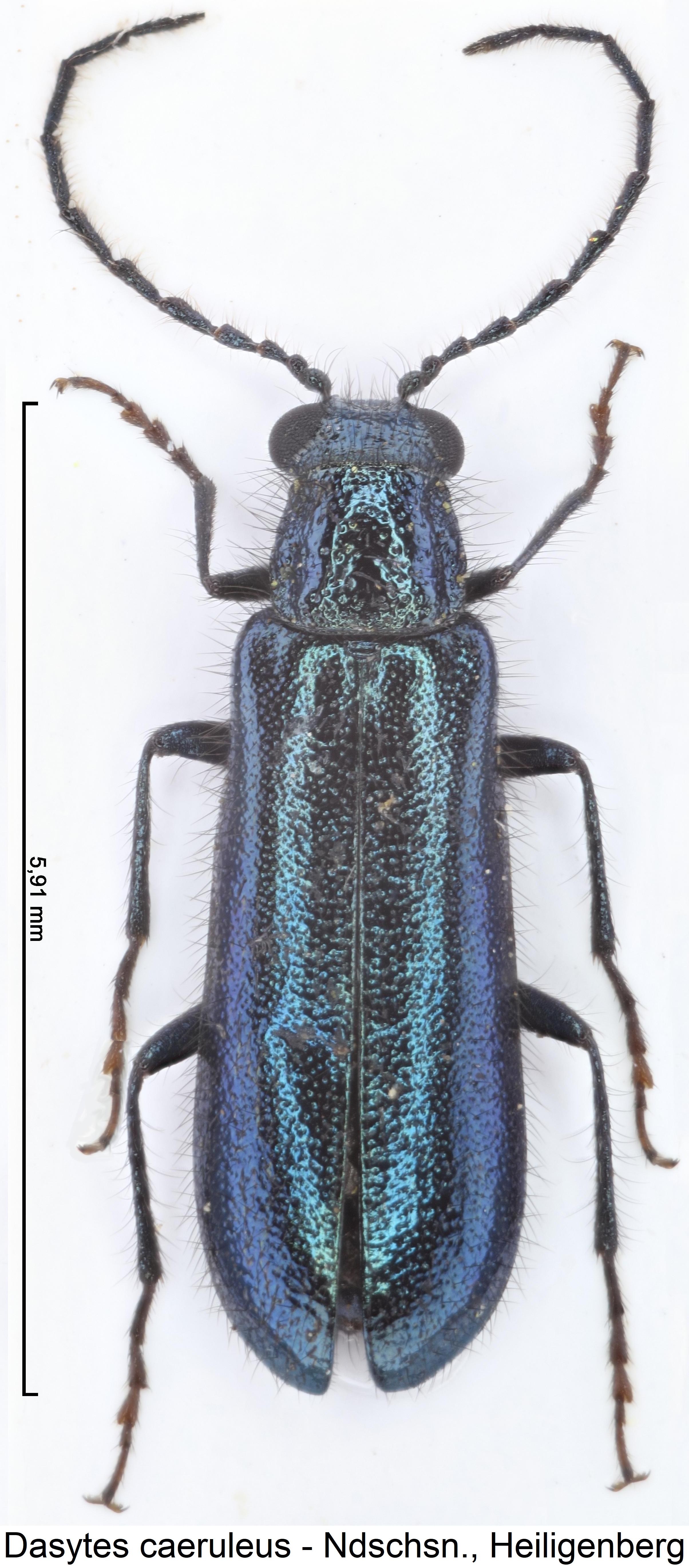 dasytes_caeruleus_hab.jpg