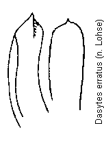 dasytes_erratus.gif