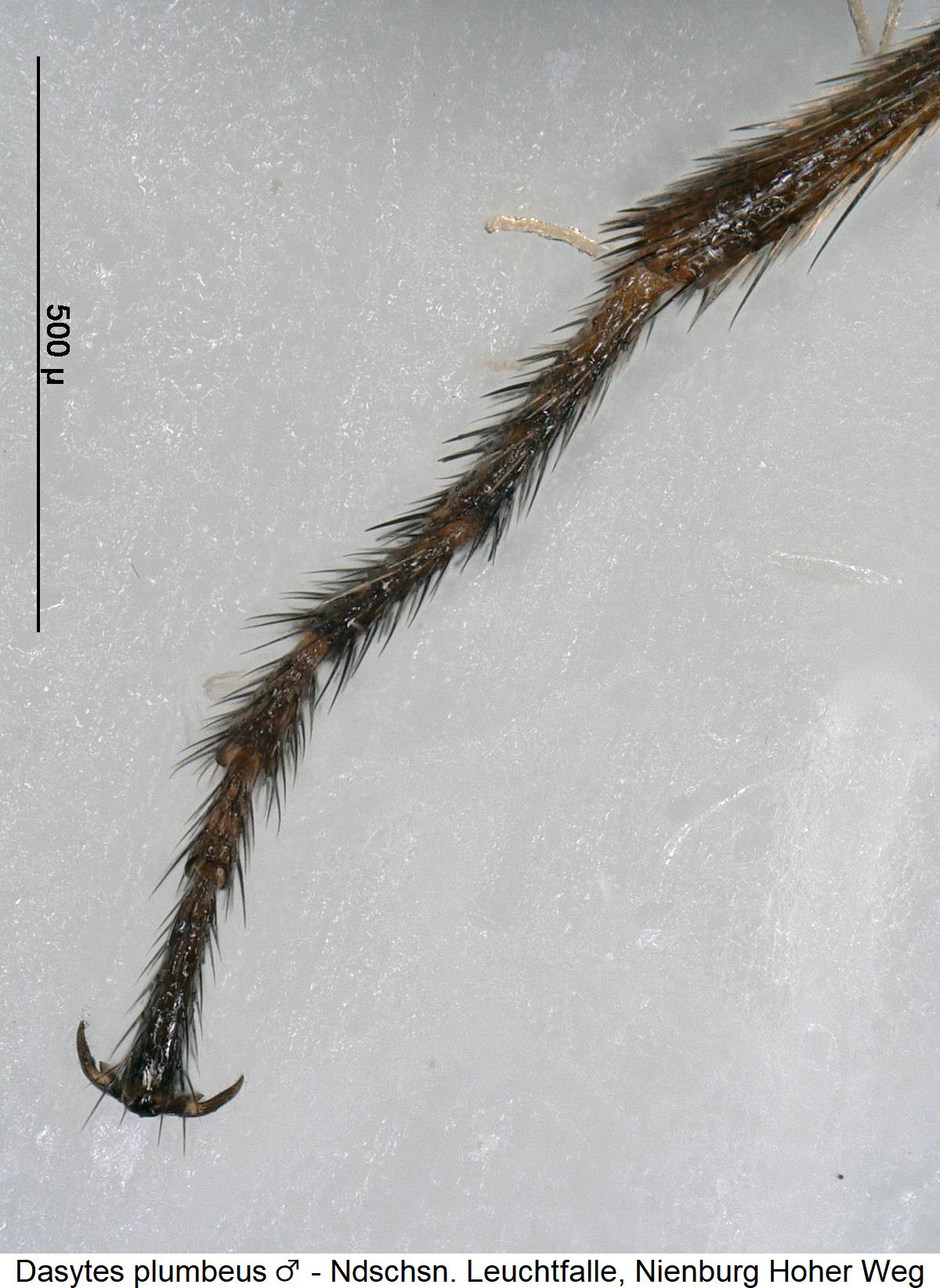 dasytes_plumbeus_m_htr.jpg