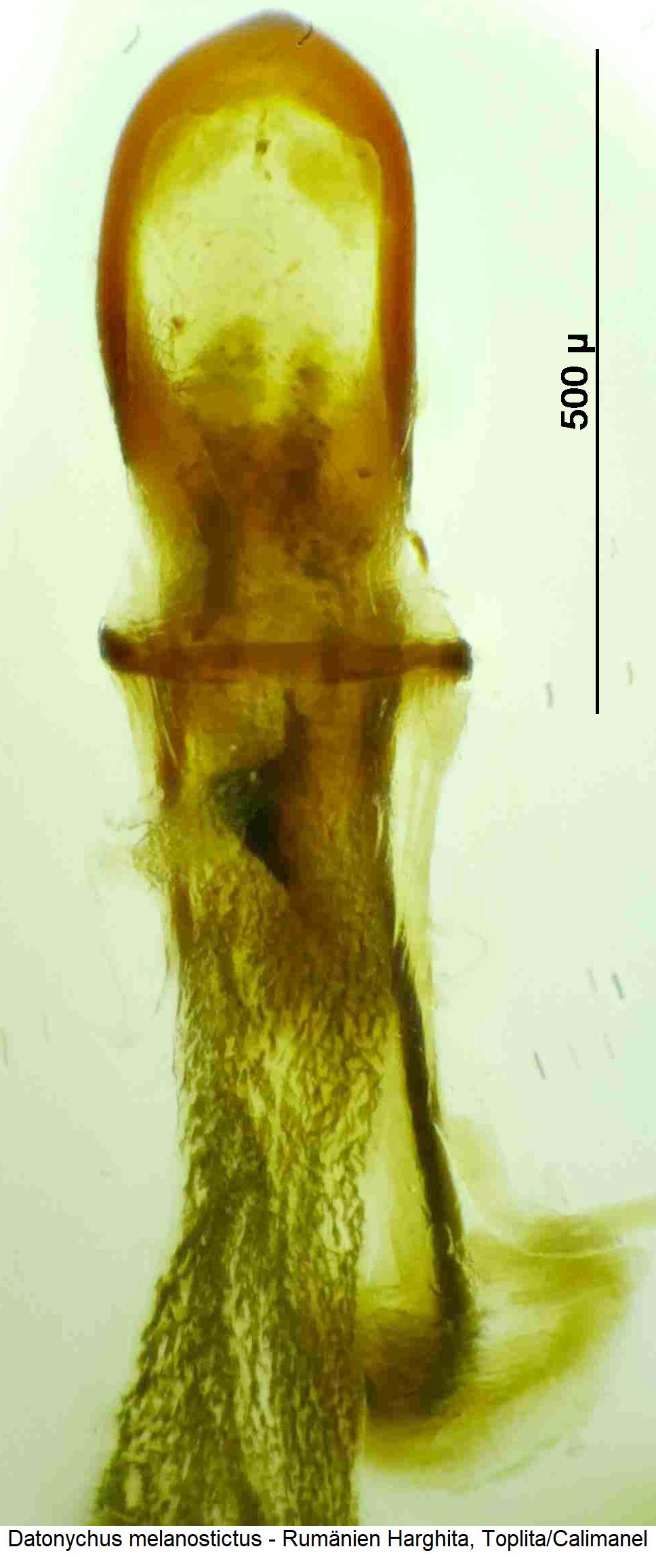 datonychus_melanostictus.jpg