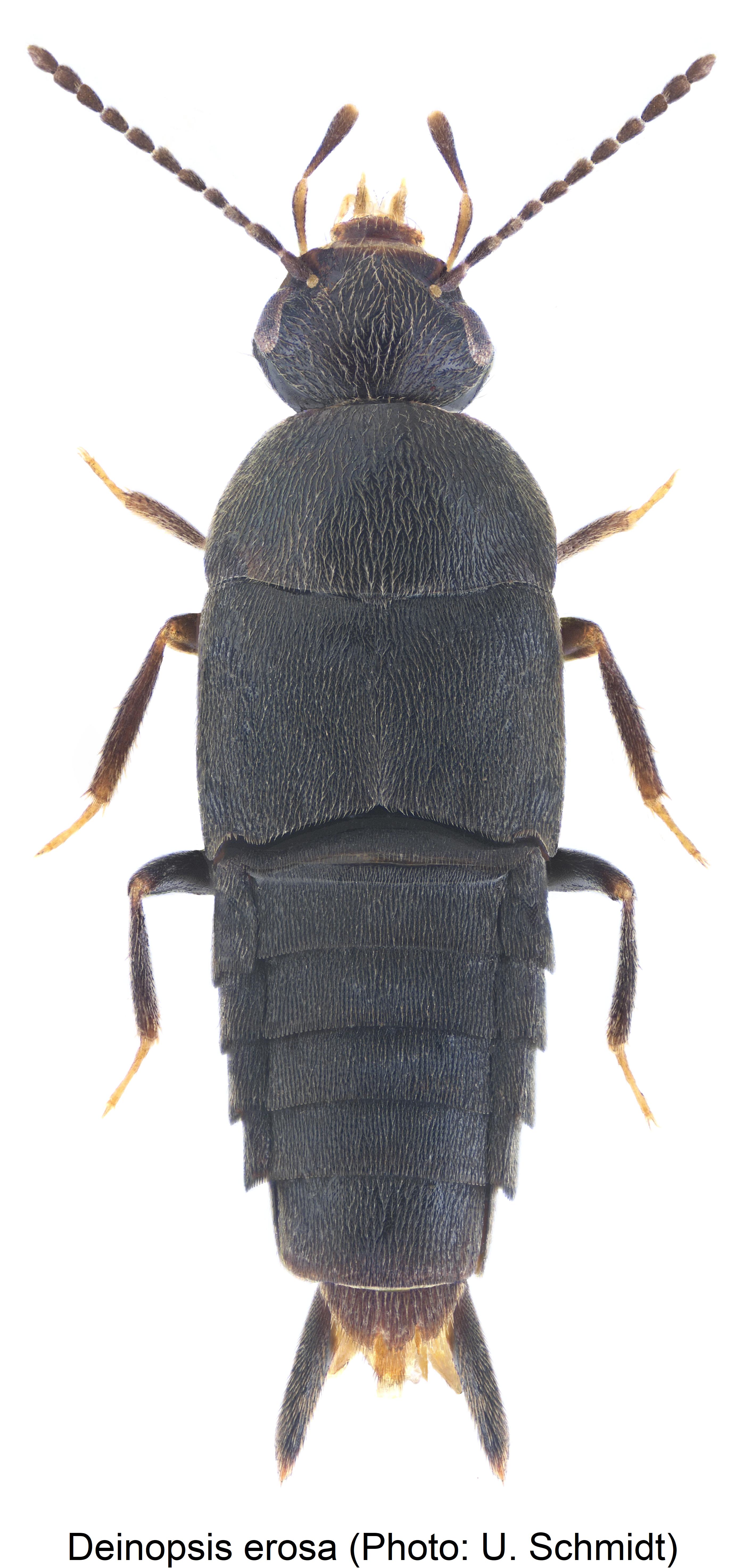 deinopsis_erosa_hab.jpg