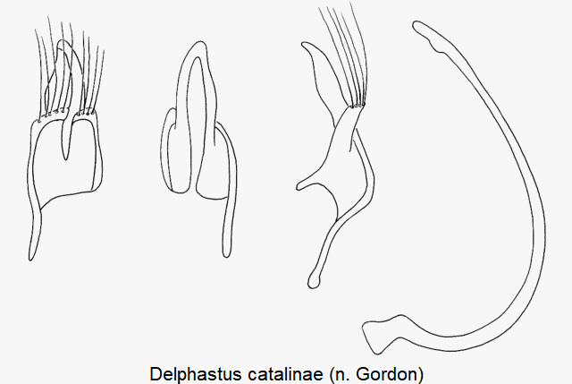 delphastus_catalinae.gif