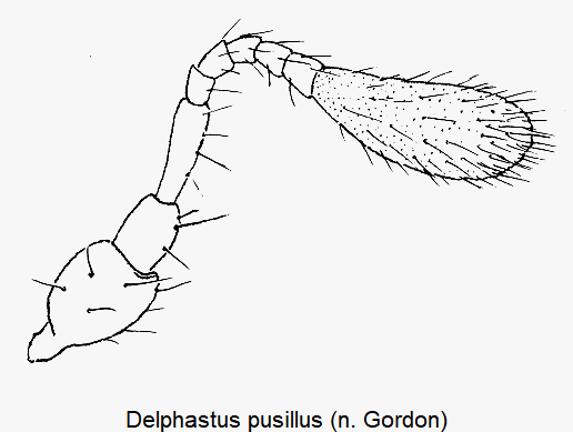 delphastus_pusillus_f.gif