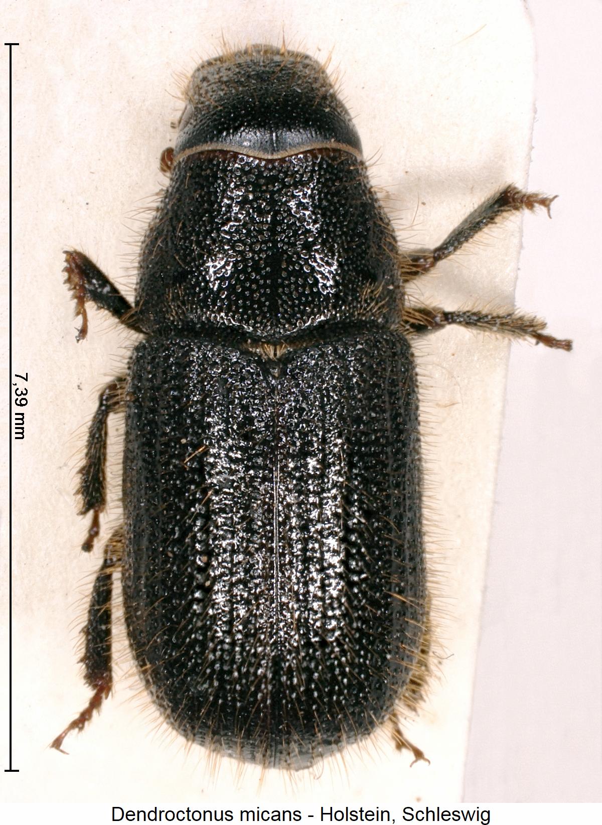 dendroctonus_micans_hab.jpg