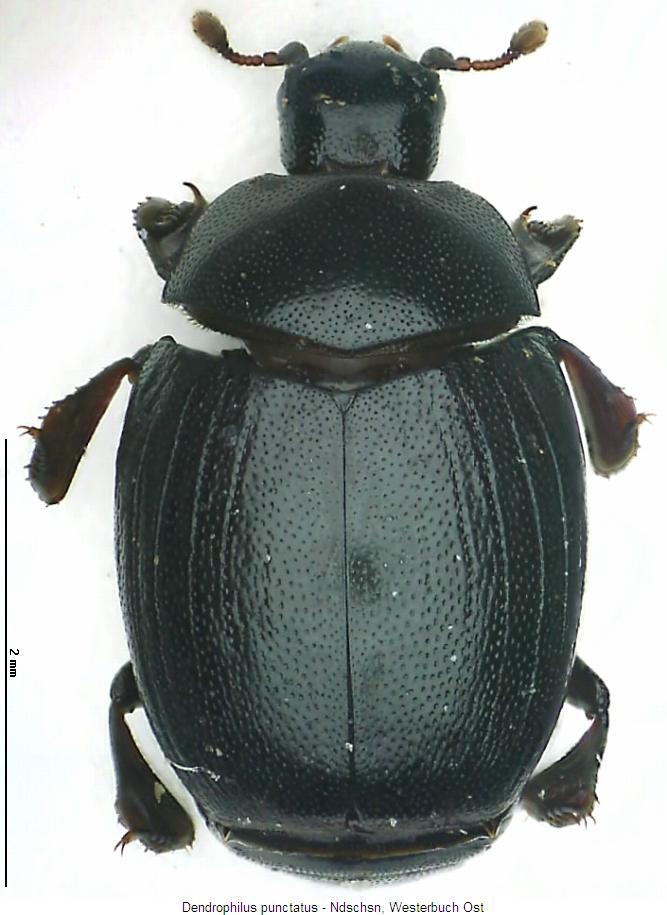 dendrophilus_punctatus_hab.jpg