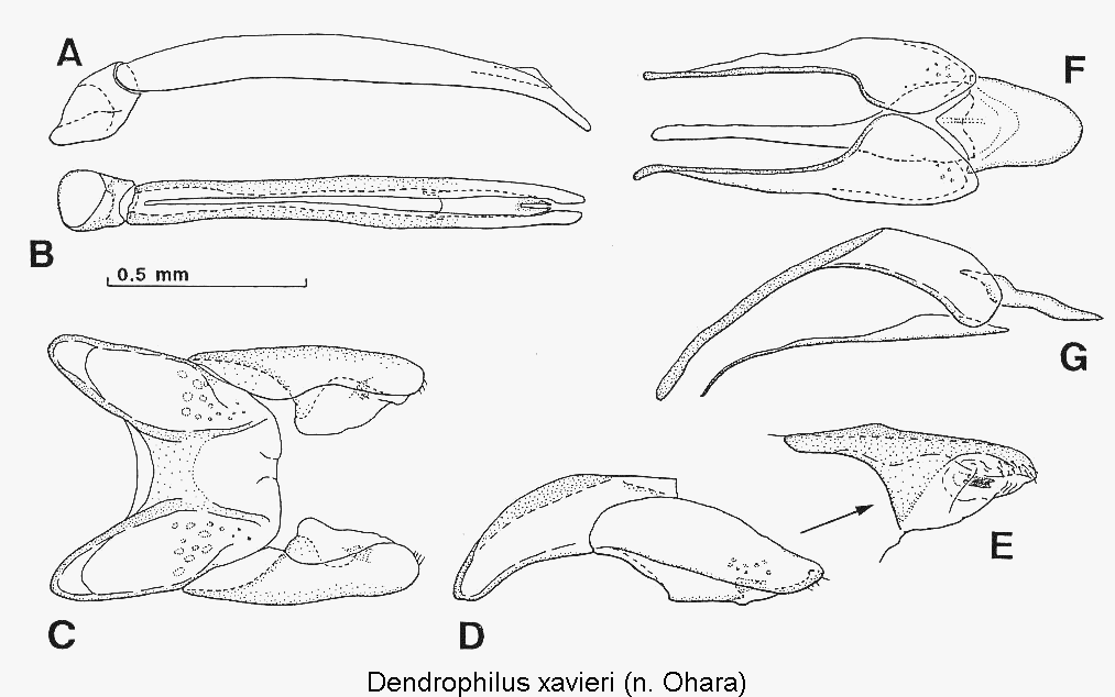 dendrophilus_xavieri.gif