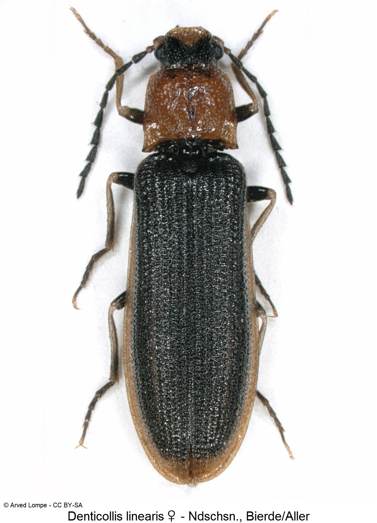 denticollis_linearis_w_ckid35899896_hab.jpg