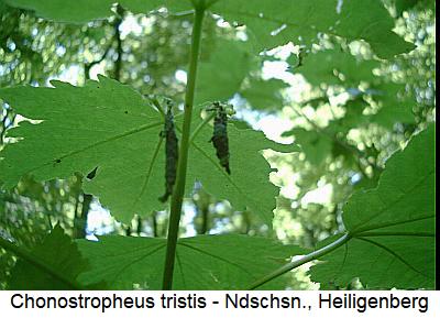 deporaus_tristis_wickel.jpg