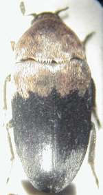 dermestes_dimidiatus.jpg