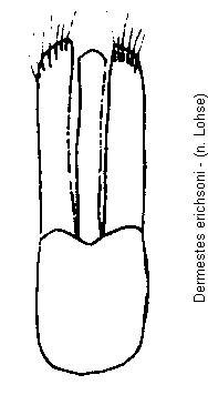 dermestes_erichsoni.gif