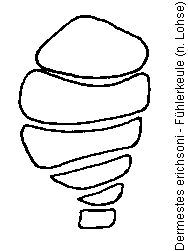 dermestes_erichsoni_fk.gif