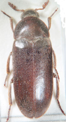 dermestes_haemorrhoidalis.jpg