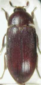 dermestes_hispanicus.jpg