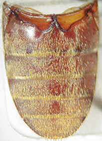 dermestes_hispanicus_abdomen.jpg