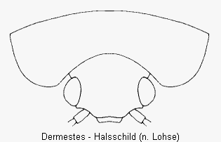 dermestes_hsch.gif