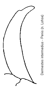 dermestes_intermedius.gif