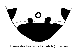 dermestes_kaszabi_hlb.gif