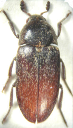 dermestes_maculatus.jpg
