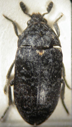 dermestes_murinus.jpg