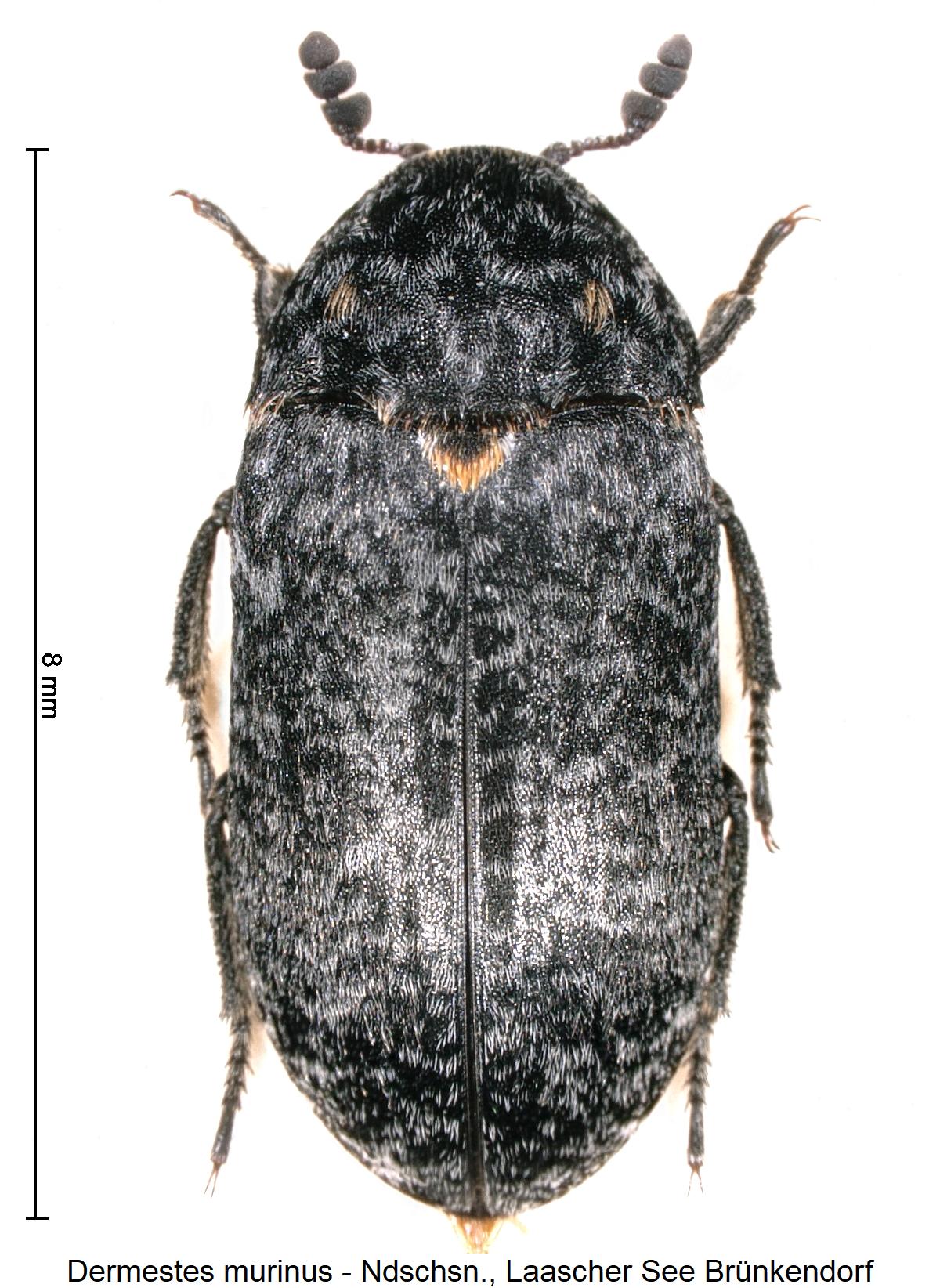 dermestes_murinus_hab.jpg