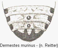 dermestes_murinus_hlb.gif