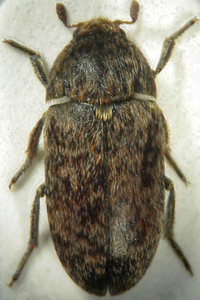 dermestes_mustelinus.jpg