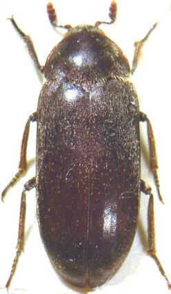 dermestes_peruvianus.jpg